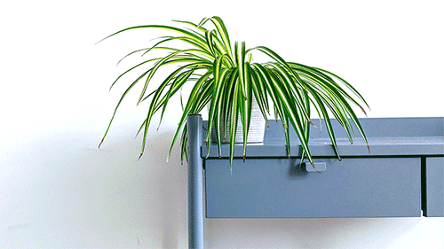 Featured indoor plants on a shelf